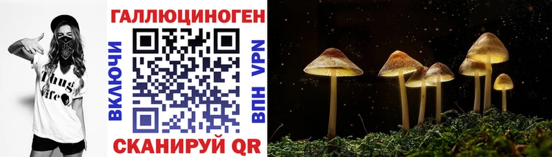 где купить наркотик  Кувшиново  Псилоцибиновые грибы GOLDEN TEACHER 